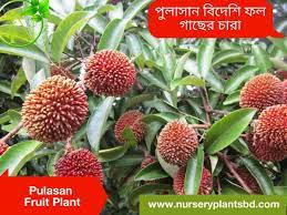Buy fruit trees & plants at naturehills.com. The Best Pulasan Fruit Tree Nursery Plants 2021