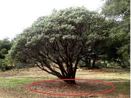 What type of soil does a walnut tree need? Investing In Foundations Business Transformation Lessons From Plants By Aidan Mccullen The Thursday Thought Medium