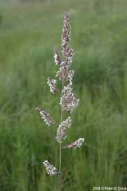 Image result for Phalaris arundinacea
