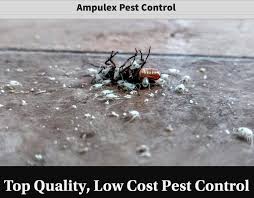 This list will help you they are adept at identifying pests and determining the best solution to eradicate them from your he will give you good advice. Affordable Bed Bug Exterminators Top Rated Ampulex Pest Control Guaranteed Results Ampulex Pest Control Pest Control Professonials
