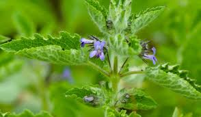 Image result for Hyptis