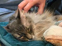 Cats Advice And How To