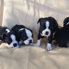 Beautiful akc registered boston terrier puppy. Adorable Boston Terrier Puppies For Sale Home Facebook