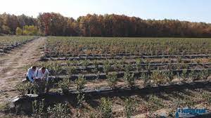 Primăria municipiului galaţi informează că a fost semnat comisia europeană a cerut ungariei să reformeze legislaţia privind achiziţiile publice pentru a combate fraude în valoare de miliarde de dolari din fondul. Cum Se IrigÄƒ PlantaÈ›ia De Afini Merry Berry Din Mija DamboviÈ›a Youtube