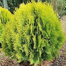 Vertical gardens 0 items in cart: Platycladus Thuja Orientalis Rosedalis 3l Coolings Garden Centre