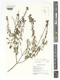 Image result for Tinnea zambesiaca