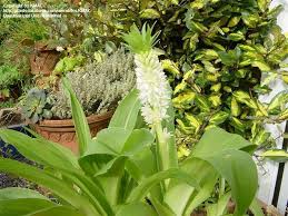 Image result for Eucomis autumnalis