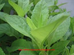 Daun sambung nyawa juga dipercaya dapat mengatasi beberapa masalah sistem pencernaan. Daun Sambung Nyawa Tanaman Herbal