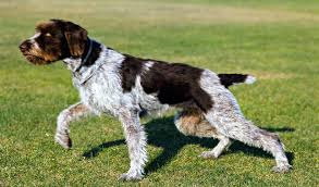 Leaving a pointer alone for long periods of time without proper stimulation or exercise is a recipe for disaster,. German Wirehaired Pointer Breed Information
