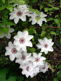 Maybe you would like to learn more about one of these? Miss Bateman Clematis Vine Pure White 2 5 Pot Clematis Vine Clematis Garden Vines