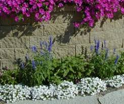 Image result for Nierembergia hippomanica