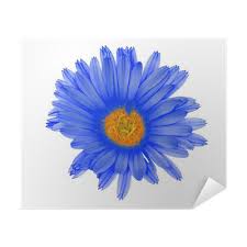 Contact fiori azzurri on messenger. Poster Unico Fiore Azzurro Pixers Viviamo Per Il Cambiamento