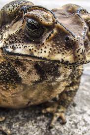 We did not find results for: Toad Frog 1125x2436 Iphone 11 Pro Xs X Wallpaper Background Picture Image