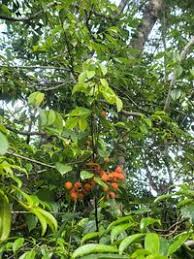 Image result for Agelaea pentagyna