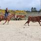 Kyneton Team Penning (Ranch Sorting) event in Kyneton VIC