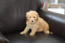 River Valley Goldendoodles Puppy Breeder In Ny Near Pa Near Nyc Goldendoodle Puppy Goldendoodle Goldendoodle Puppy For Sale