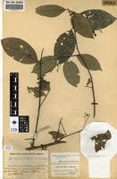 Image result for Gymnosporia gracilipes