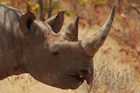 Design, model, present, analyze, realize. Black Rhinoceros Encyclopedia Of Life