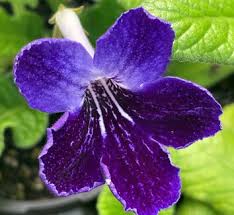 Image result for Streptocarpus sp.nov. aff. S. grandis
