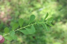 Image result for Phyllanthus maderaspatensis