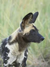 African Wild Dog Lycaon Pictus Pilanesberg National Park South Africa Africa Photographic Print James Hager Allposters Com African Wild Dog Wild Dogs Animals Wild