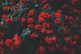 Best 63 aesthetically pleasing wallpapers on hipwallpaper. A Dozen Red Roses Iphone Wallpapers For Valentine S Day Preppy Wallpapers