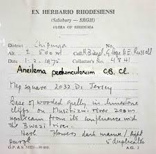 Image result for Aneilema pedunculosum