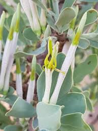 Image result for Tapinanthus oleifolius