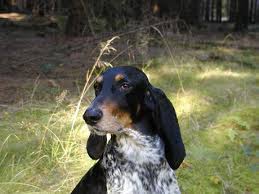 Image result for švycký honič