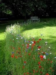 Patio Edging Flowergarden Wildflower Garden Cottage Garden Potager Garden