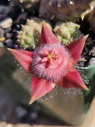 Image result for Duvalia