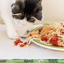 This substance acts as a defense mechanism for the plant to discourage animals from eating it and it is toxic for us as well as for our pets. Can Cats Eat Pasta