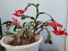 Unlike other cacti, the christmas cactus (schlumbergera x buckleyi) and its relatives don't live in hot, arid environments such as deserts or plains. Christmas Cactus Turning Purple 3 Reasons And Solutions The Practical Planter