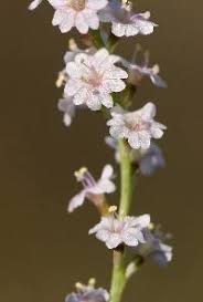 Image result for Boerhavia erecta