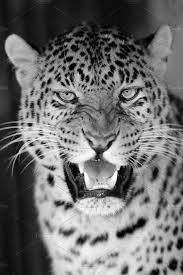 Beautiful Black And White Animal Photography Beautiful Black And White Animal Photographs