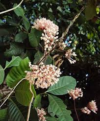 Image result for Ixora phellopus
