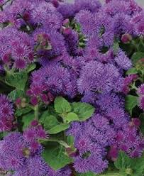Allow 12 inches (30cm) between very tall varieties. Ageratum How To Grow And Care For Floss Flower Garden Design