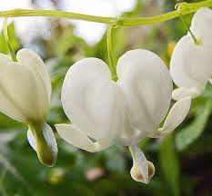 Bleeding Heart White Bleeding Heart Bleeding Hearts Flowers