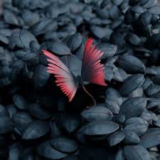 To save butterfly background images, select thumbnails then save from page or image that. Butterfly Ipad Air Ipad Air 2 Ipad 3 Ipad 4 Ipad Mini 2 Ipad Mini 3 Ipad Mini 4 Ipad Pro 9 7 For Parallax Wallpapers Hd Desktop Backgrounds 2780x2780 Images And Pictures