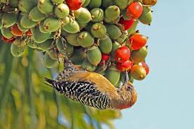 English words for picchio include woodpecker, knock, tap, slap and wood pecker. Picchio Wikizionario