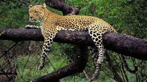 Dieren Achtergronden Barbara S Bureaublad Achtergronden In Hd Wilde Dieren Luipaard Behang Dieren
