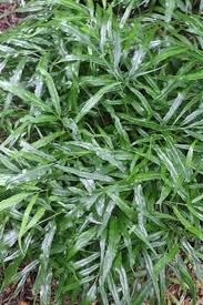 Image result for Coniogramme