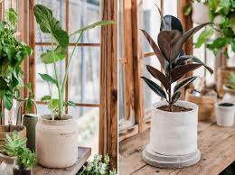 Encouraging root growth is the best thing you can do for your plant, and this is possible with drainage pots. How To Plant In A Pot Without Drainage Holes Magnolia