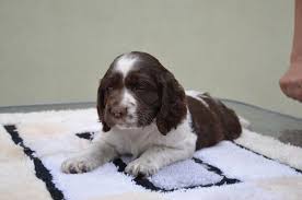 Image result for anglický špringršpaněl