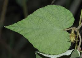 Image result for Ipomoea wightii
