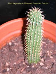 Cactus is a fleshy plant saturated with water. 14b Hydroxypregnanes From Succulent Plants Belonging To Hoodia Gordonii And Caralluma Genus Extraction Biological Activities And Synthesis Sciencedirect