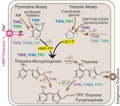 Thiamine is taken for conditions related to low levels of thiamine, including beriberi and inflammation of the nerves associated with pellagra or pregnancy. Alternatives To Vitamin B1 Uptake Revealed With Discovery Of Riboswitches In Multiple Marine Eukaryotic Lineages The Isme Journal