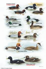 Plate 18 Pochards Tufted Ducks Goldeneyes Scaups And