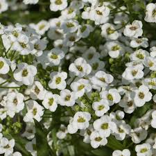 Image result for Allophylus whitei