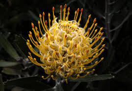 Image result for Protea micans